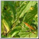 Conocephalus discolor - Langfluegelige Schwertschrecke 01.jpg